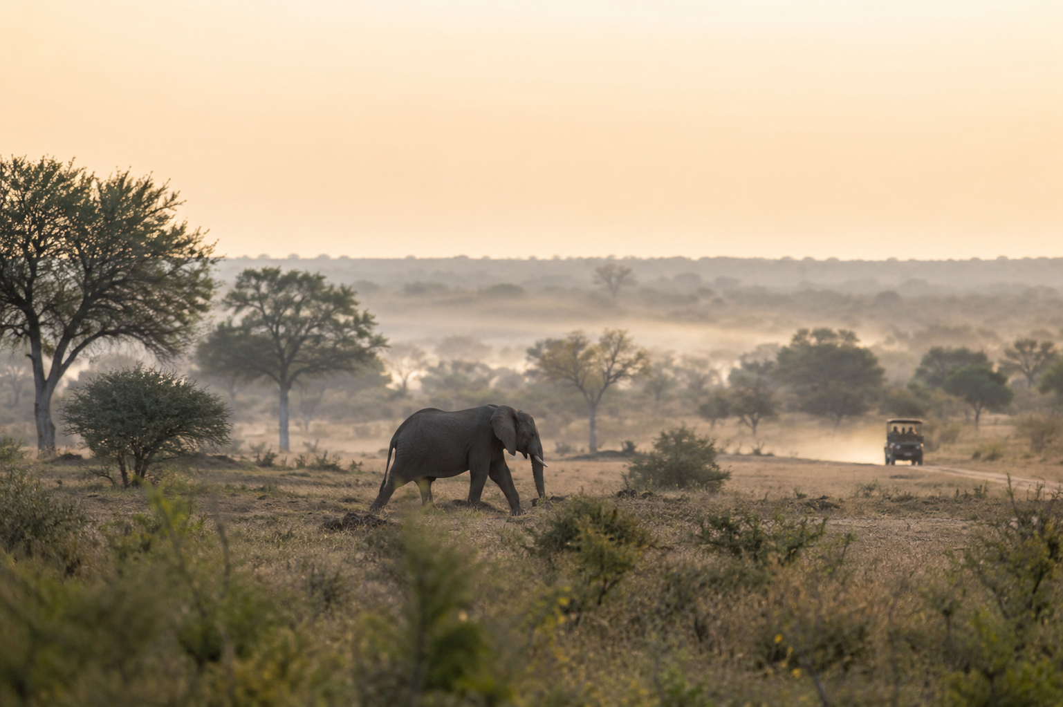 Elephants crossing a golden savanna at dawn near Kruger National Park